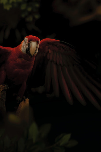 Animals, Parrots, Dark, Bird, Multicolored, Motley, Macaw HD phone wallpaper