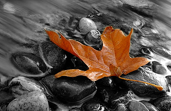 lifeless, leaf, creek, grey, yellow HD wallpaper