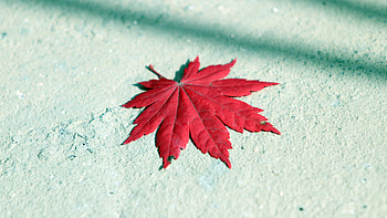 Autumn maple leaf, Red beauty, U HD wallpaper