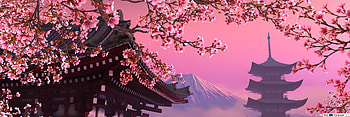 Cherry Blossom, Pink Dual Monitor HD wallpaper