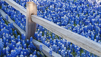 Plants, Flowers HD wallpaper