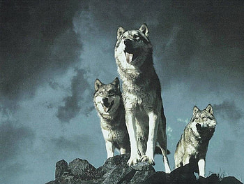 Three of Us, Wolves, painted, animals, Wolf, sky, nature HD wallpaper
