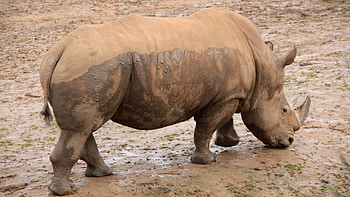 Barbaras rhino , Stunning rhino , Rhino collection, High-quality rhino backgrounds HD wallpaper