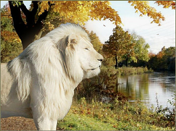 Lion, big cats, river, autumn HD wallpaper