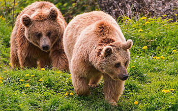 Animals, Bears HD wallpaper
