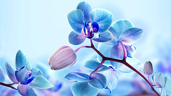 Orchid flower , Stunning visuals, Nature's artistry, Captivating beauty HD wallpaper