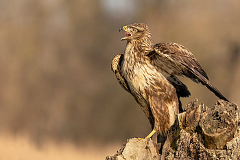 Buzzard (Animal), High-definition , Stunning backgrounds, Beautiful bird HD wallpaper