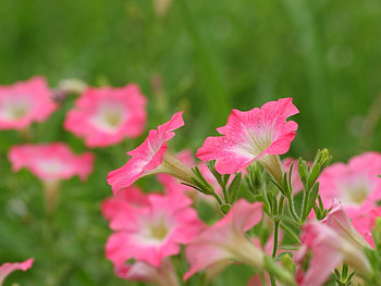 Plants, Flowers HD wallpaper