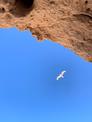 Rocks, Bird, Minimalism, Flight, Gull, Seagull HD phone wallpaper