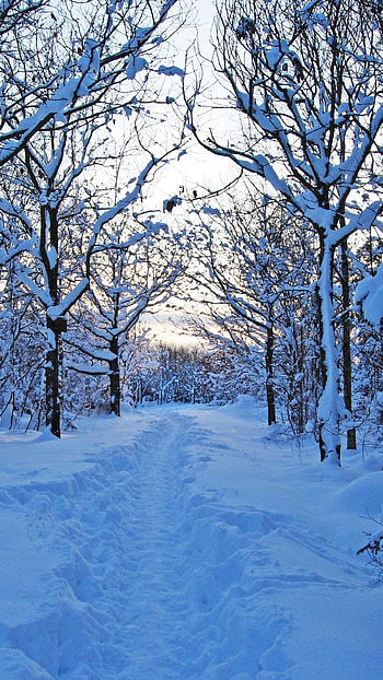 Winter Background, Winter, Season HD phone wallpaper
