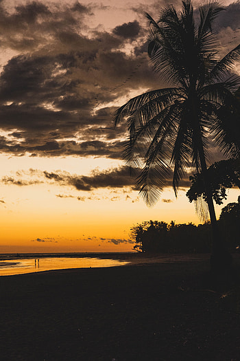 Twilight, Beach, Dark, Silhouettes, Palm, Dusk HD phone wallpaper
