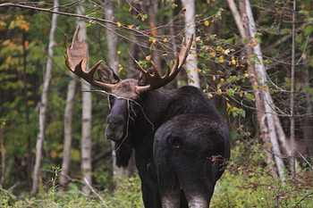 Spotting guide, Moose sightings, Destination Moosehead Lake, Wildlife adventure HD wallpaper