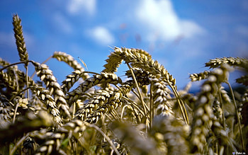 Plants, Wheat HD wallpaper