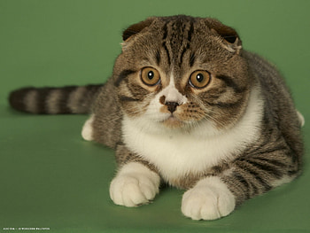 Scottish Fold, beauty, Unique breed, Adorable pose HD wallpaper