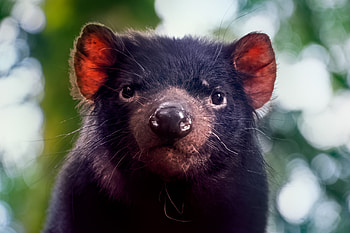 Tasmanian Devil, Whiskers reveal, Diet analysis, Past consumption HD wallpaper