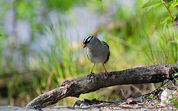 Animals, Birds HD wallpaper