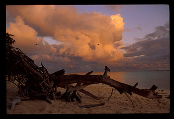 Driftwood under Cloudy Sunset, island, sea, beach, wood, clouds, sky, water, sun, evening HD wallpaper