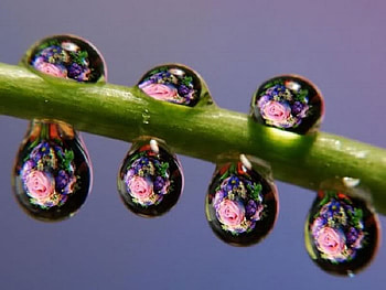 Flowers In The Dew 2, abstract, other, flowers, dew, mind teasers HD wallpaper
