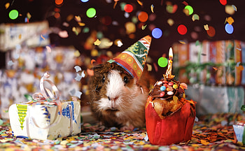 Animals, Multicolored, Motley, Holiday, Guinea Pig HD wallpaper