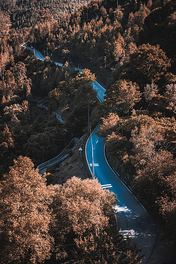Nature, Trees, Bush, Road, Sinuous, Winding HD phone wallpaper