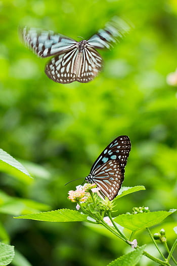 Two butterflies in motion capture the essence of wildlife in a lush green setting. HD phone wallpaper