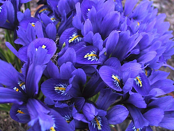 I Love Purple, purple, nature, flowers, flower HD wallpaper