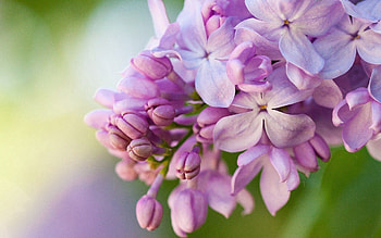 Flowers, Lilac, Macro HD wallpaper