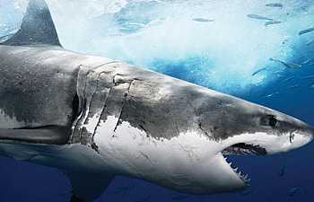 Great White Shark , Michelle Sellers post, Nature's marvel, Breathtaking visuals HD wallpaper