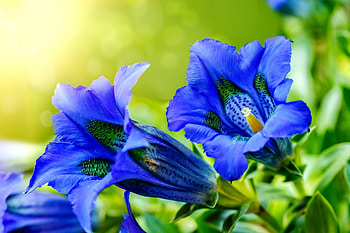 Blue gentians, blue, summer, garden, beautiful, gentians HD wallpaper