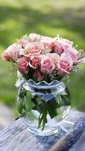 Beautiful Flowers Roses, Flower Pot HD phone wallpaper
