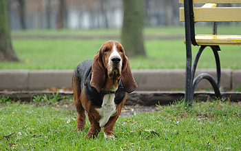 Cute Dog, dog, cute, pet, animals HD wallpaper