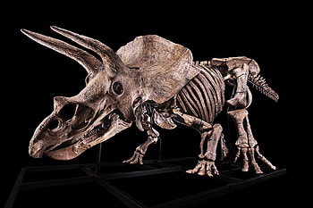 Triceratops, World's biggest, Skeleton for sale, CNN style HD wallpaper