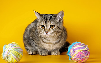 Animals, Kitty, Kitten, Sadness, Balls, Sorrow, Tangles, Shoot, ession HD wallpaper
