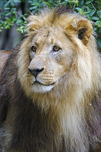 Animals, Muzzle, Lion, Predator, Big Cat, Sight, Opinion HD phone wallpaper
