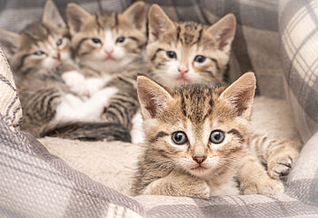 Kittens, cats, closeup, animals HD wallpaper