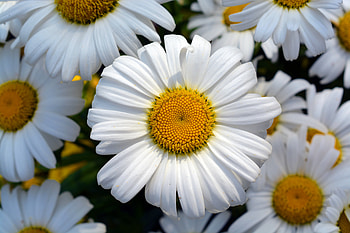 Flowers, Camomile, Flower, Petals, Field, Chamomile HD wallpaper