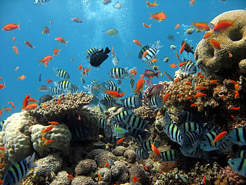 Animals, Sea, Fishes HD wallpaper