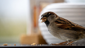 Bird's beauty, Feathered marvel, Nature's art, Perfect capture HD wallpaper