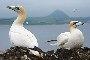 Northern Gannet, bird, water, northern, gannet HD wallpaper