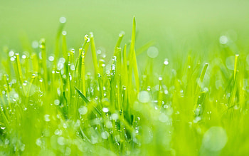 Grass, Macro, Light, Light Coloured, Dew HD wallpaper