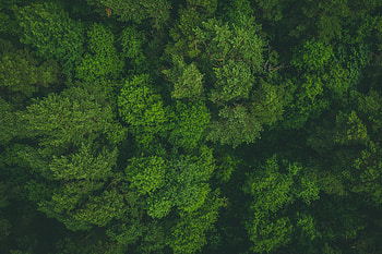Nature, Trees, View From Above, Top, Forest, Tops HD wallpaper
