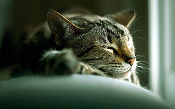 Animals, Cat, To Lie Down, Lie, Muzzle, Sleep, Dream HD wallpaper