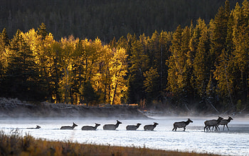 deer cross the river, morning, fog, deer, autumn, mountains, yellow trees, herd of deer HD wallpaper