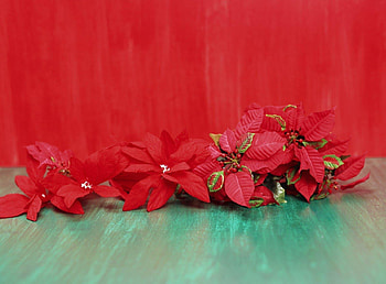Flowers, Background, To Lie Down, Lie, Poinsettia HD wallpaper