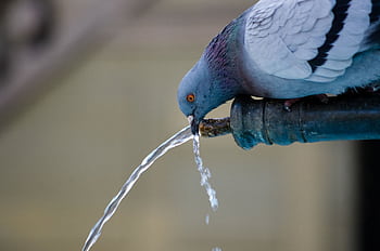 Pigeon drinking from a fountain pipe. Close-up wildlife captured outdoors. HD wallpaper