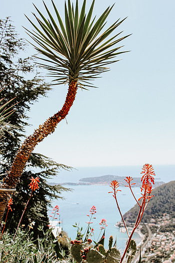 Plants, Landscape, Nature, Coast, Palm, Cliff HD phone wallpaper