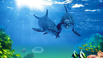 Full p Fish Backgrounds x | | Pinterest | Fish , and backgrounds HD wallpaper
