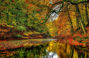 Pond, colorful, trees, autumn HD wallpaper