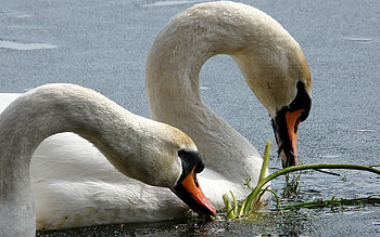 Animals, Birds, Water, Swans, Beak HD wallpaper