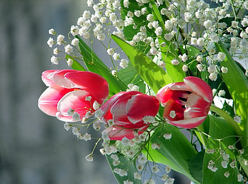 BEAUTIFUL TULIPS, FLOWERS, BEAUTIFUL, , TULIPS HD wallpaper